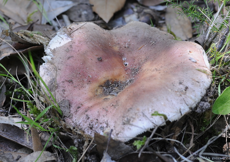 Russula vesca